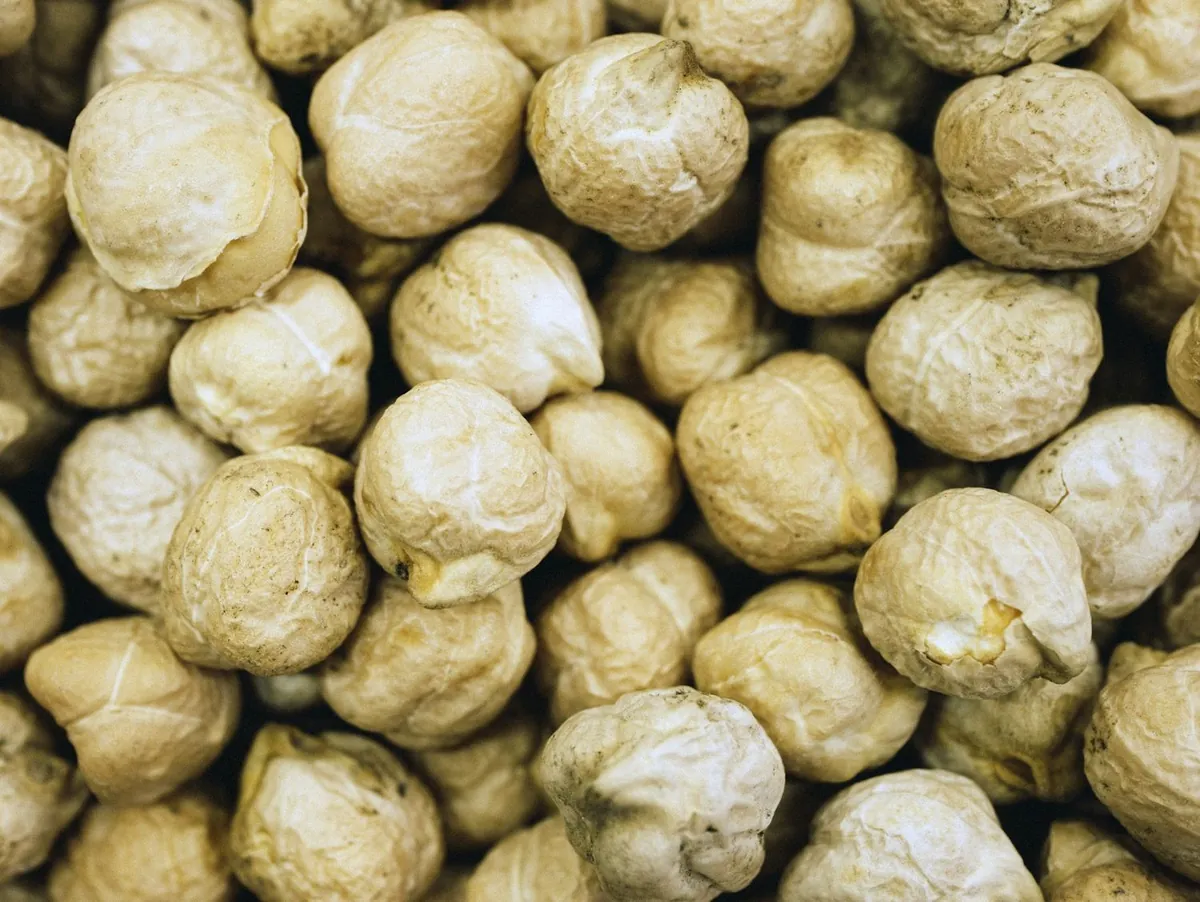 Whole chickpeas of the kind milled here into gram flour